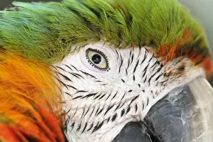Macaw Prints: Shamrock Macaw, first generation hybrid macaw species. Face extreme closeup