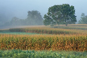 Sharon, CT Milkweed, corn, and maple trees in a field in the Litchfield Hills of