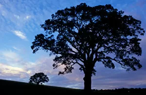 Images Dated 27th March 2006: Sharon, CT Oak trees in a field at sunset in the Litchfield Hills of western Connecticut