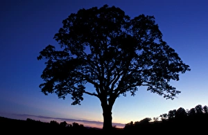 Images Dated 27th March 2006: Sharon, CT Oak trees in a field at sunset in the Litchfield Hills of western Connecticut