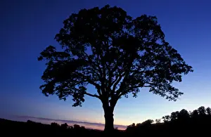 Oak Tree Prints: Sharon, CT Oak trees in a field at sunset in the Litchfield Hills of western Connecticut