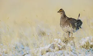 Lekking Prints: Sharp-tailed grouse, vantage point
