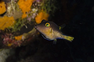 Netherlands Antilles Prints: Sharpnose Puffer (Canthigaster rostrata), Bonaire, Netherlands Antilles, Caribbean