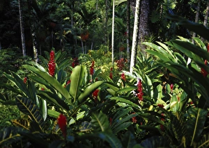 Shaw Park Gardens, Ocho Rios, Jamaica