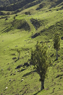 Hawkes Bay Prints: Sheep and Cabbage Trees, Esk Valley, near Napier, Hawkes Bay, North Island, New Zealand