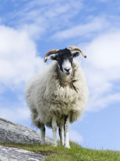 Images Dated 8th July 2014: Sheep (Cheviot) on the Isle of Harris, home of the Harris Tweed