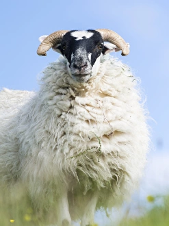 Images Dated 8th July 2014: Sheep (Cheviot) on the Isle of Harris, home of the Harris Tweed