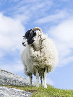Sheep (Cheviot) on the Isle of Harris, home of the Harris Tweed