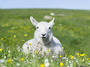 Images Dated 24th June 2014: Sheep (Cheviot) on the Isle of Harris, home of the Harris Tweed, grazing in Machair