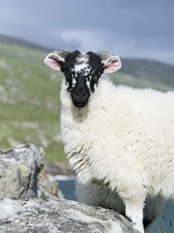Images Dated 2nd July 2014: Sheep (Cheviot) on the Isle of Harris, home of the Harris Tweed, young ram. Only Cheviot