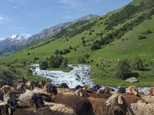 Drive Prints: Sheep drive to their high altitude summer pasture. National Park Besch Tasch in the Talas