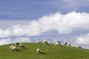 Images Dated 26th April 2007: Sheep and Farmland near Taihape, Rangitikei District, Central North Island, New Zealand