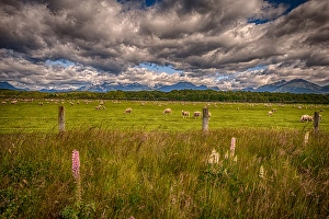 Fiordland Prints: Sheep in Fiordland: Te Anau, NZ