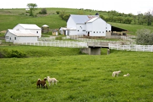 Images Dated 6th May 2006: Sheep in the grass on a farm near Berlin, Ohio