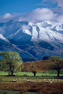 Images Dated 2nd October 2006: Sheep graze beneath the snow-capped Harris Mountains near the town of Wanaka on the