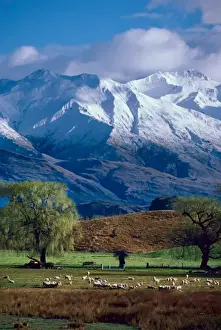 James Kay Prints: Sheep graze beneath the snow-capped Harris Mountains near the town of Wanaka on