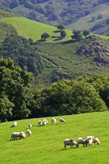 Images Dated 29th August 2008: Sheep graze on rural farmland in the Baztan Valley of the Navarre region of northern Spain