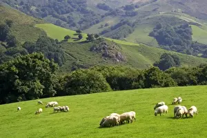 Basque Prints: Sheep graze on rural farmland in the Baztan Valley of the Navarre region of northern Spain