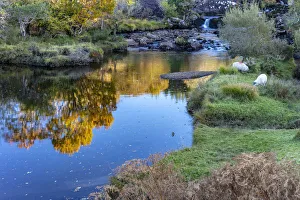 Killarney Prints: Sheep grazing near the River Gearhameen in the Black Valley near Killarney, Ireland