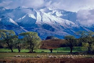 Sheep grazing below the snow-capped Harris Mountains in the Southern Alps near the