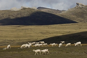 Domestic Prints: Sheep (hoggets-one year olds) after shearing