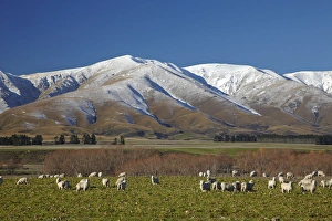 Central Otago Prints: Sheep and Kakanui Mountains, Kyeburn