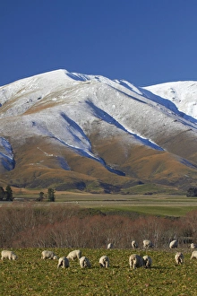 Central Otago Prints: Sheep and Kakanui Mountains, Maniototo, Central Otago, South Island, New Zealand