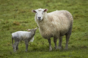 Lamb Prints: Sheep and lamb with plastic coat, Taieri Plains, near Dunedin, Otago, South Island