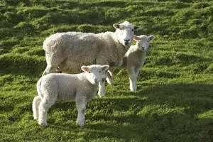 Renew Prints: Sheep and Lambs and Farmland, near Wharariki Beach and Cape Farewell, Nelson Region