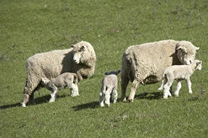 Lamb Prints: Sheep and Lambs, near Dunedin, Otago, South Island, New Zealand