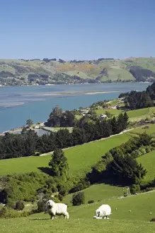 Sheep near Sawyers Bay, Otago Harbour and Otago Peninsula, Dunedin, South Island