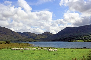 Live Prints: Sheep near a small lake in the Gap of Dunloe, Killarney National Park, Ireland