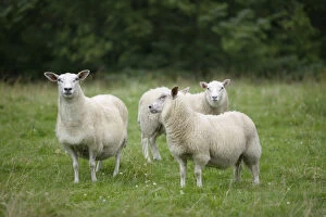 Sheep, Norway farm