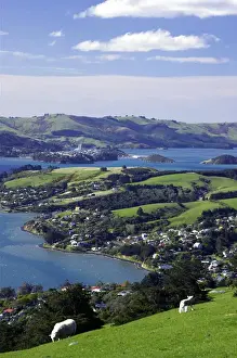 Otago Peninsula Prints: Sheep on Otago Peninsula, above MacAndrew Bay & Otago Harbour, Dunedin, South Island