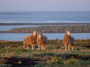 Subantarctic Prints: Sheep (ram). Sheep farming is still of great economic importance to the Falkland Islands