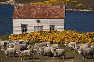 Sheep ready for shearing (Roughies) at Port Stephens Farm, West Falkland, Falkland Islands
