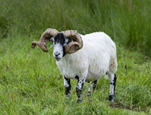 Images Dated 22nd June 2014: Sheep (Scottish Blackface) on the Isle of Harris