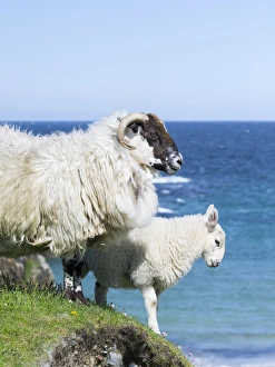 Family Prints: Sheep (Scottish Blackface) on the Isle of Harris, home of the Harris Tweed. Only Cheviot