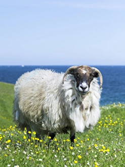 Images Dated 24th June 2014: Sheep (Scottish Blackface) on the Isle of Harris