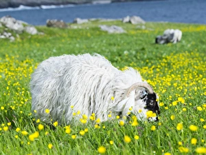 Images Dated 2nd July 2014: Sheep (Scottish Blackface) on the Isle of Harris