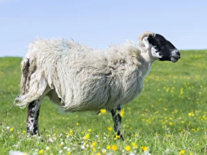 Images Dated 24th June 2014: Sheep (Scottish Blackface) on the Isle of Harris
