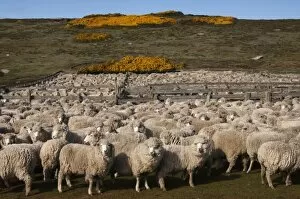 Sheep before shearing (Roughies), Port Stephens Farm, West Falkland, Falkland Islands