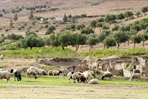 Images Dated 22nd June 2010: Sheep in front of Temple of Apollo, Roman ruins of Bulla Regia, Tunisia, North Africa