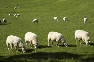 Images Dated 20th April 2007: Sheep, One Tree Hill Domain, Auckland, North Island, New Zealand