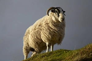 Trotternish Peninsula Prints: Sheep, Trotternish Peninsula, Isle of Skye, Scotland, United Kingdom