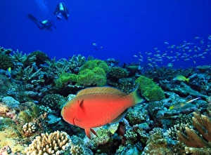Uninhabited Prints: Sheephead Parrotfish (Scarus strongylocephaalus), North Huvadhoo Atoll, Southern Maldives