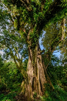 Ethiopia Collection: Shefleria sp. Bale Mountains National Park. Ethiopia