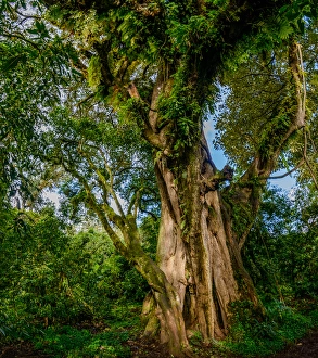 Ethiopia Collection: Shefleria sp. Bale Mountains National Park. Ethiopia