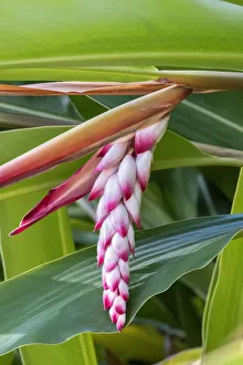 Shell Ginger, flowering plant
