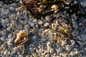 Sea Shell Prints: Shells on beach, Captiva Island, FL